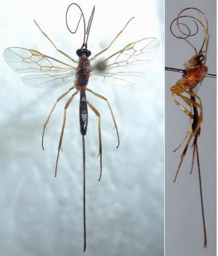 Réf. 264 568 : Macrocentrus sp.